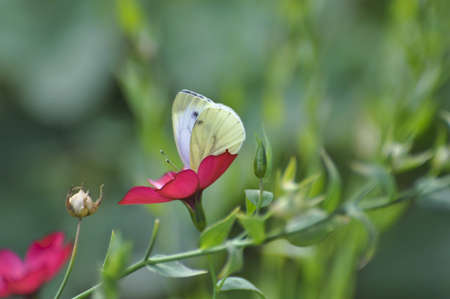 The butterfly sits on a flower