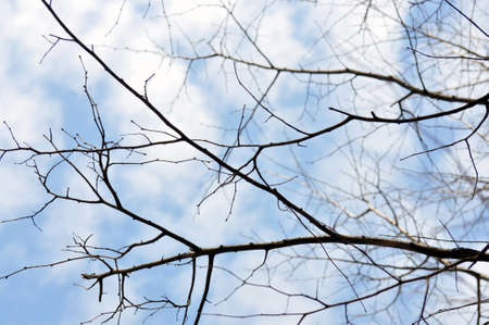 Tree branches against the blue sky in the early spring
