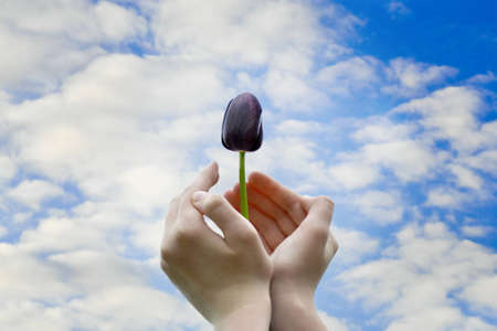 Black tulip in hands isolated against the sky