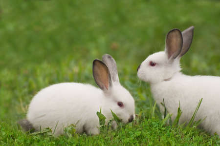 Baby white rabbit in grass の写真素材