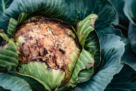Cabbage damaged by vegetable fungal diseases grey mould or gray mould.
