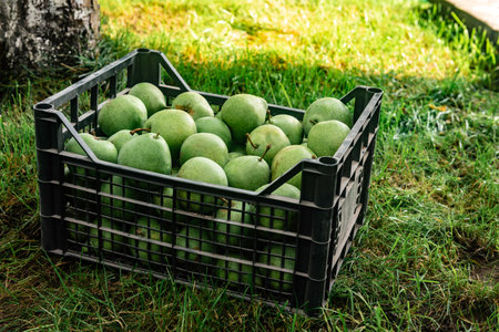 Harvesting ripe pears in a black plastic box against the background of the garden.の写真素材