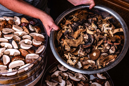 A woman's hands hold dried mushrooms against the background of an electric dryer.の写真素材