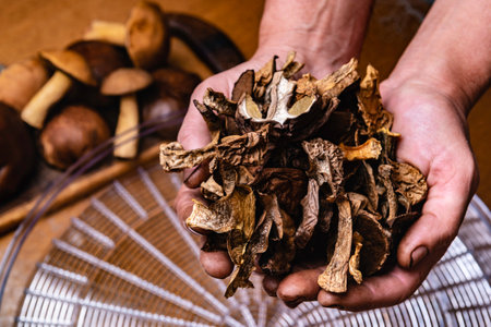 A woman's hands hold dried mushrooms against the background of an electric dryerの写真素材