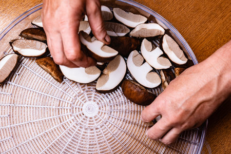Woman's hands putting mushrooms on drying grid.の写真素材