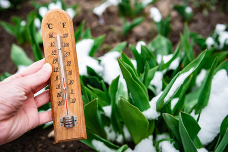 Gardener's hand holding thermometer showing three degrees against background of melting snow, green plants in early spring.の写真素材