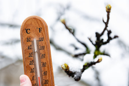 Sharp cold snap and snowfall on budding trees in spring.
