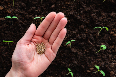 Gardener's hand with seeds, planting tomato seeds in soil.