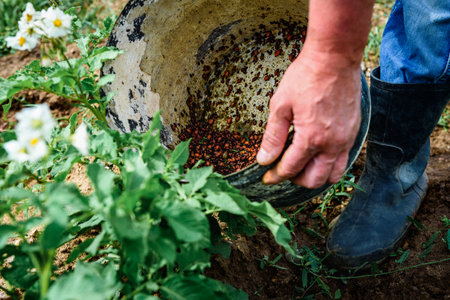Farmer picking up a colorado potato beetle feeding on a potato plant.の写真素材