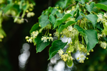 Linden, linden blossom with green leaves on a tree in summer.の写真素材