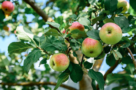 Ripe apples on apple tree in summer.