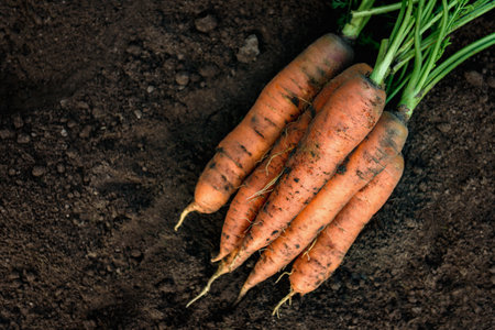 Fresh carrot harvest on soil in garden.の写真素材
