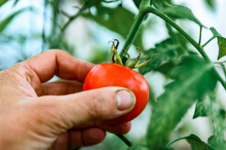 Woman's hands picking fresh tomatoes in greenhouse.の写真素材
