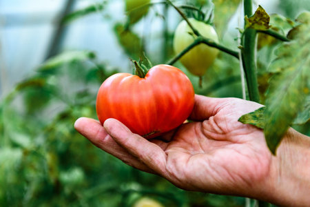 Woman's hands picking fresh tomatoes in greenhouse.の写真素材