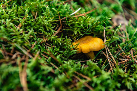 Chanterelle mushrooms growing in the autumn forest.の写真素材
