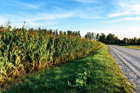 Corn plants growing in field in summer.の写真素材