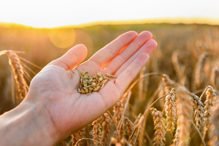 Close up of farmer's hands holding grains of wheat against a background of ears in sunset.の写真素材