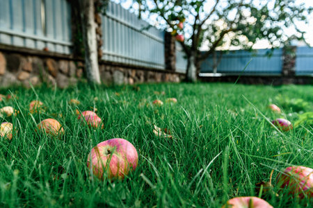 Fallen ripe apples on grass near apple tree.の写真素材