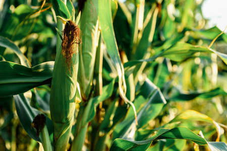 Corn cobs in corn plantation field. Corn plants growing in summer.