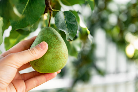 Ripe pear on the tree in summer garden. Harvesting pears.の写真素材