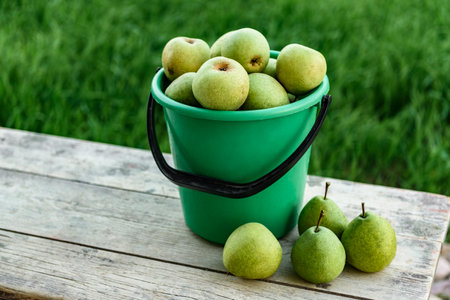 Ripe pears in buckets. Harvesting in the garden.の写真素材