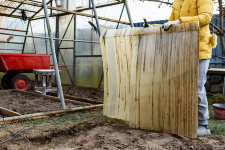 Dismantling old corrugated polycarbonate on greenhouse. Greenhouse repair and preparing for spring.の写真素材