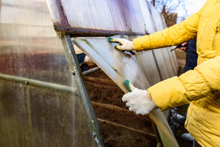 Greenhouse repair. Removal old polycarbonate using knife.の写真素材