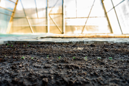 Young radish sprouts growing in the soil of greenhouse.