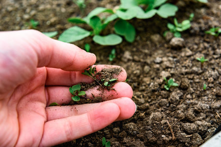 Loosening the soil and removing weeds around young radish sprouts.