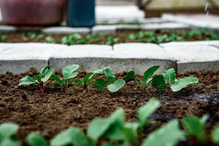 Young radish sprouts growing in the soil of greenhouse.