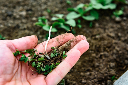 Loosening the soil and removing weeds around young radish sprouts.