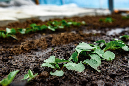 Watering of young radish sprouts growing in the greenhouse soil.