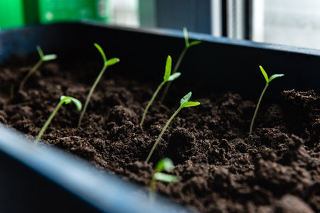 Growing tomato seedlings from seeds in box on window at home.の写真素材
