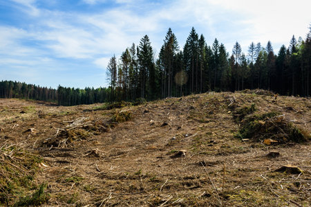 Deforestation. Forest plot after deforestation. Clear ground.
