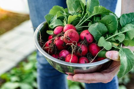 Gardener picking up fresh harvest of red radishes in garden.の写真素材