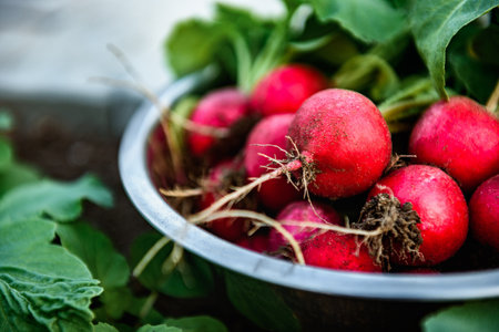 Harvesting red radishes in the garden.