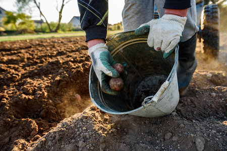 A farmer is planting potatoes in field in spring.の写真素材