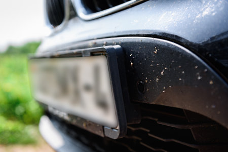 Insects on the bumper of the car.