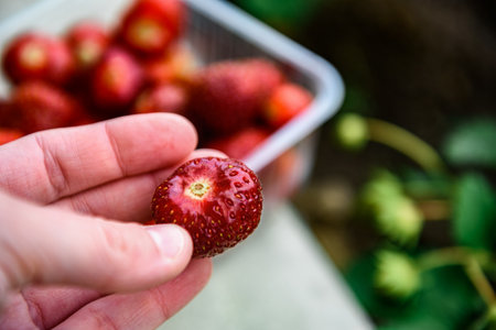 Woman farmer collecting a harvest of ripe strawberries. Harvesting fresh organic strawberries.の写真素材