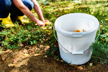 Collecting wild chanterelles mushrooms in bucket in the summer forest.