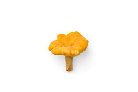 Raw fresh chanterelles mushrooms isolated on white background.