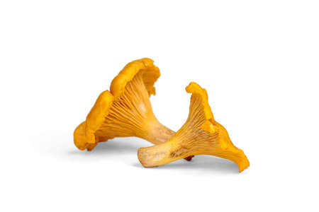 Raw fresh chanterelles mushrooms isolated on white background.の写真素材