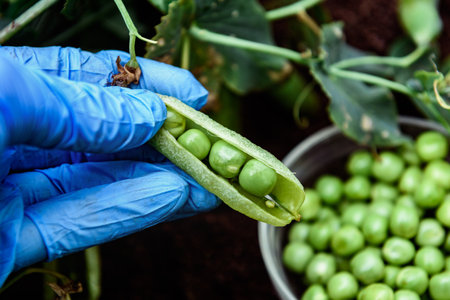 Gardener picking up green peas in summer garden.