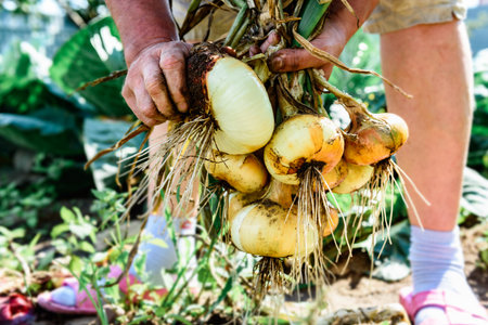 Gardener collecting harvest of yellow onions in summer.