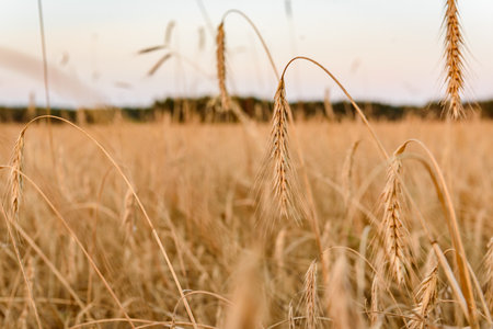 Ripe golden barley ears on the field. Barley farming before harvesting in sunset lightの写真素材