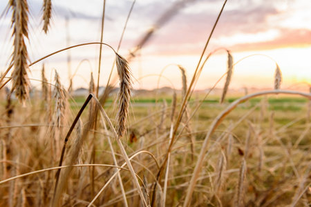 Ripe golden barley ears on the field. Barley farming before harvesting in sunset lightの写真素材