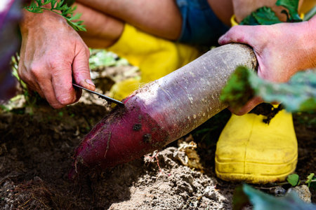 The gardener harvesting red beets and cutting the leaves, preparing for storage in autumn garden