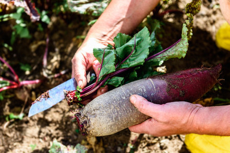 The gardener harvesting red beets and cutting the leaves, preparing for storage in autumn gardenの写真素材