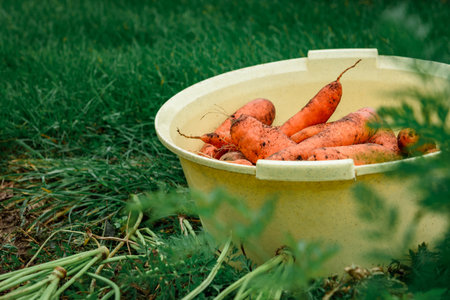 The gardener harvesting carrots in basket and preparing for storage in autumn garden