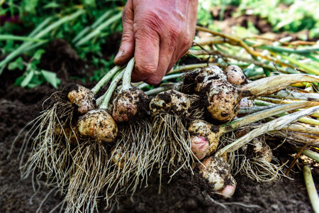 A gardener's hands holding a fresh harvest of garlic in the summerの写真素材